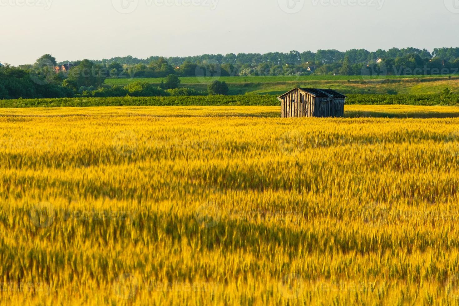 vergessenes Holzhaus in einem goldenen Weizenfeld foto