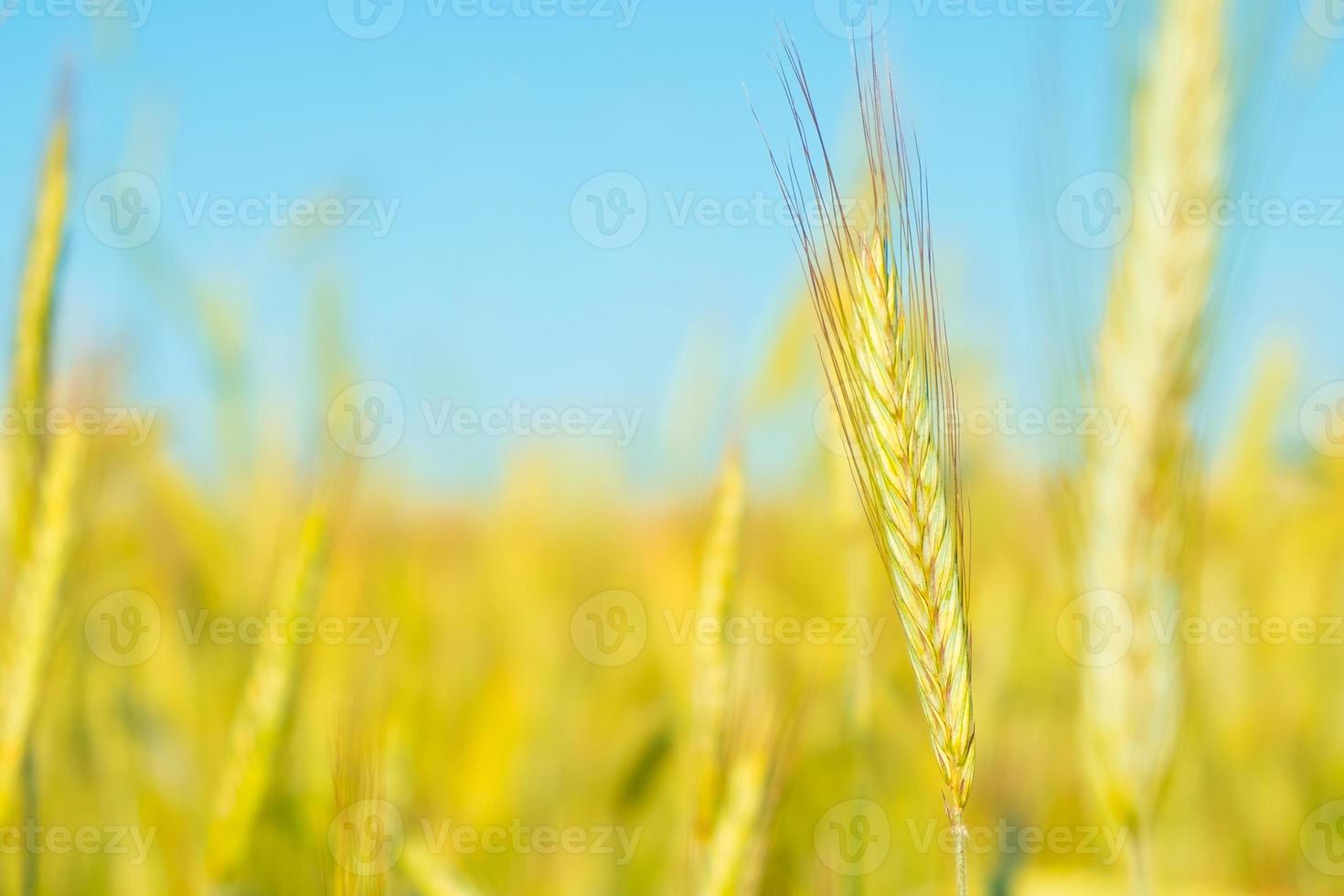 gelbe Ährchen von Weizen auf blauem Himmelshintergrund foto
