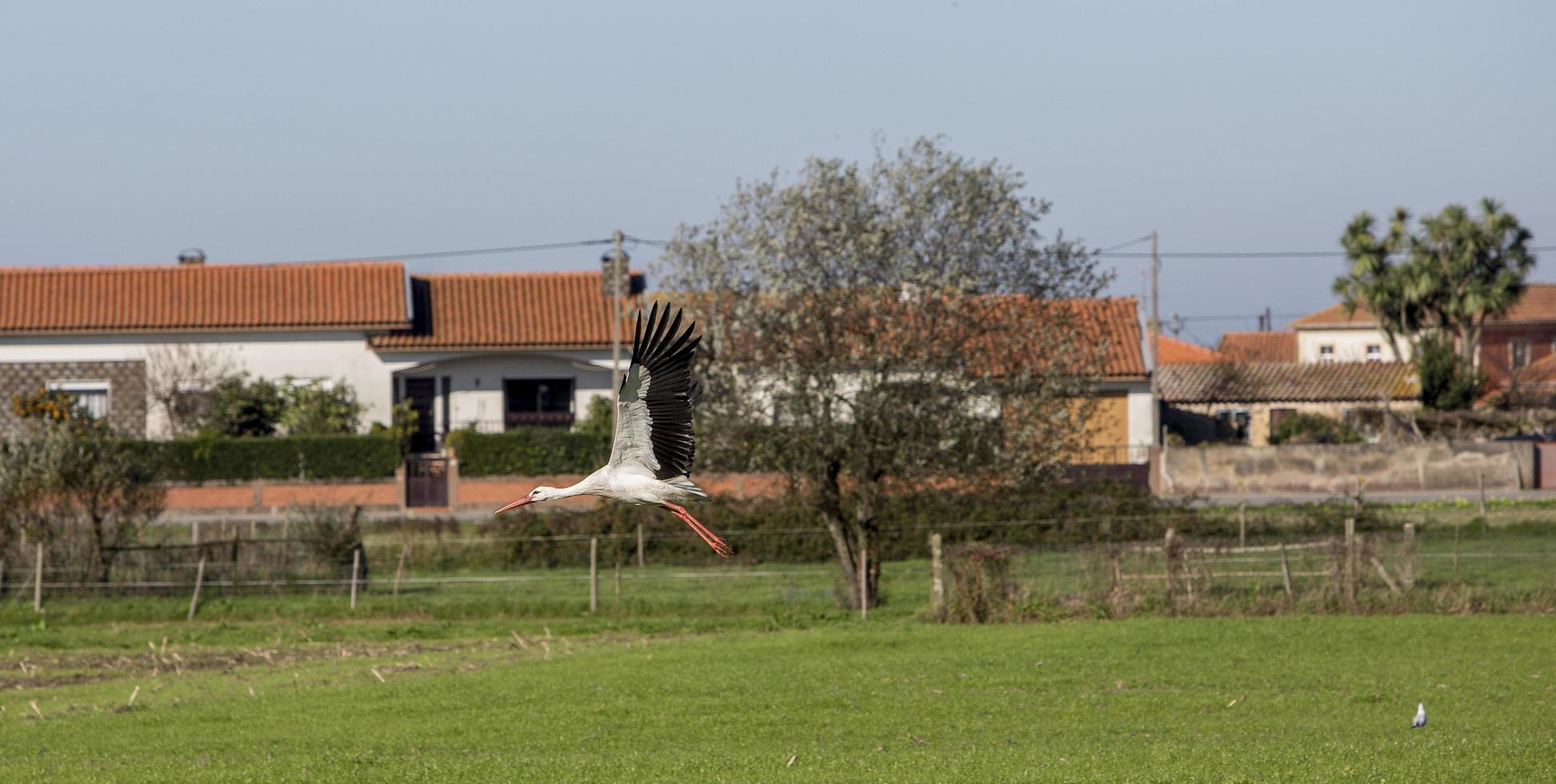 Störche fliegen in Aveiro, Portugal foto