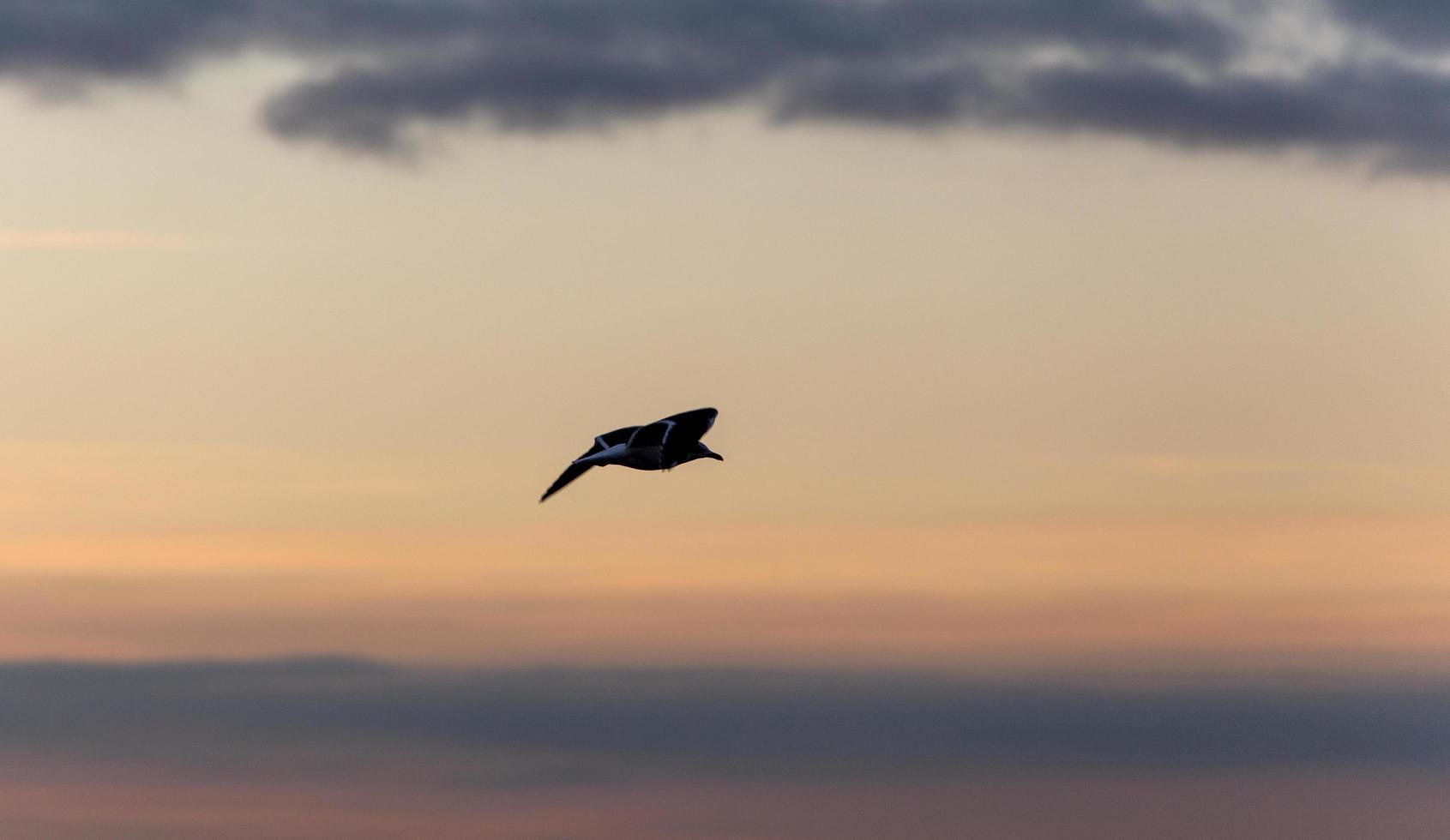 Weißreiher, der in der Ria de Aveiro in Portugal fliegt foto