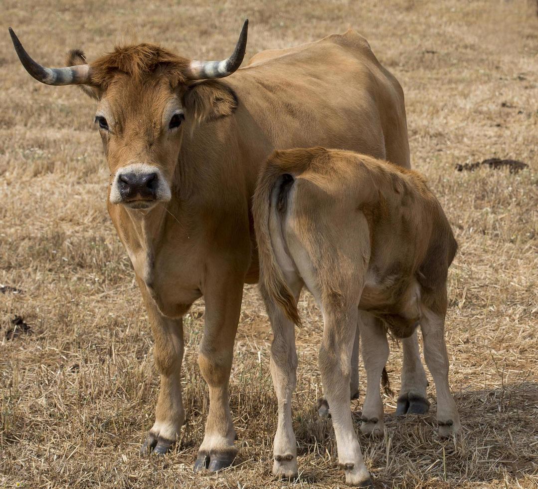 kuh säugt ihr kleines kalb in portugal foto