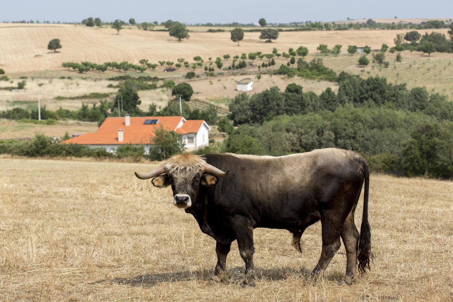 Stier von Mirandas Rennen in Portugal in foto