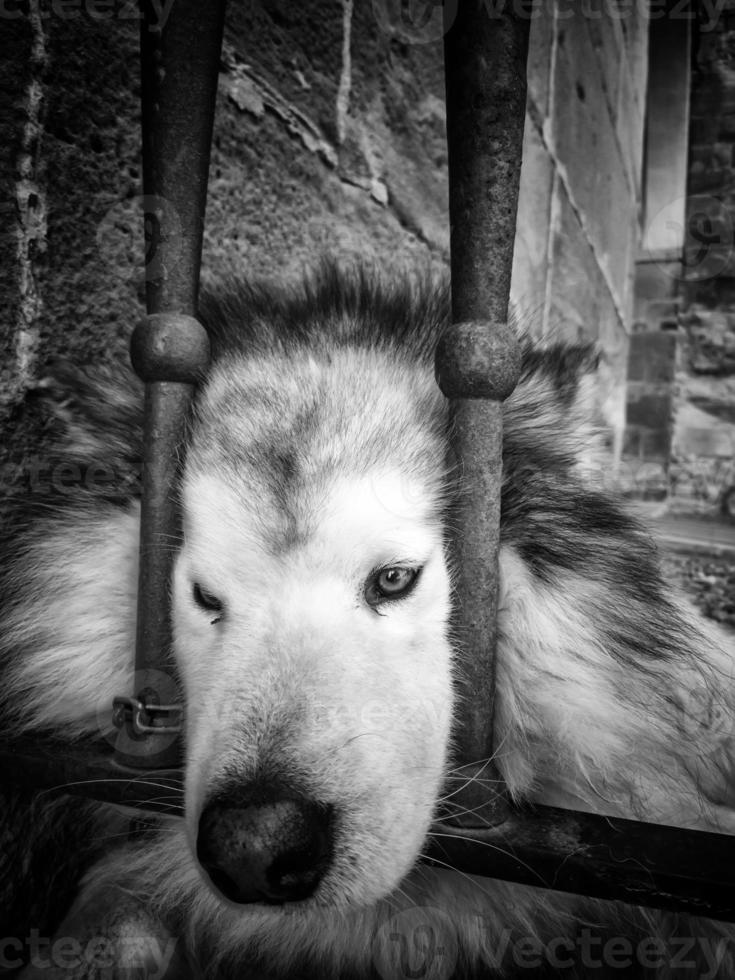 Sibirischer Hund hinter Gittern foto