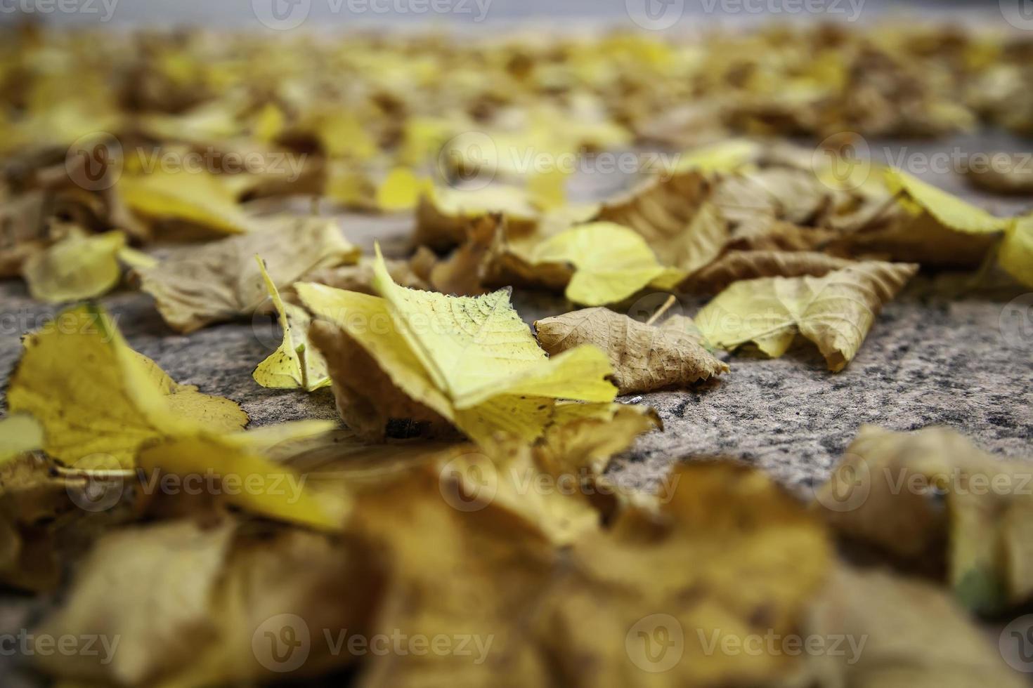 Herbstlaub Boden foto