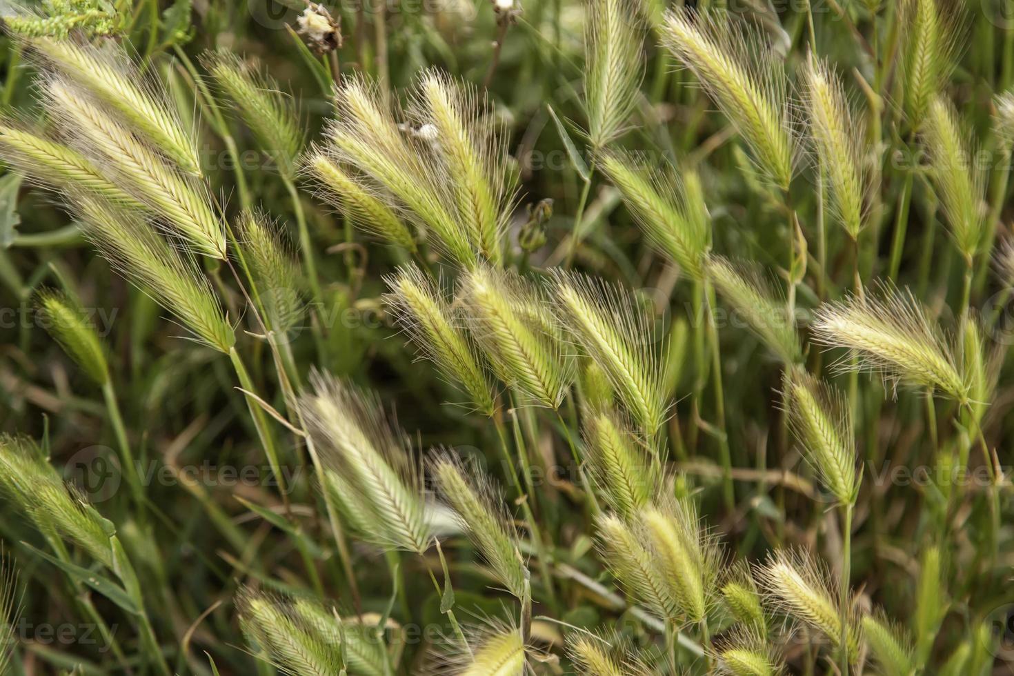 Weizenfeld in der Natur foto