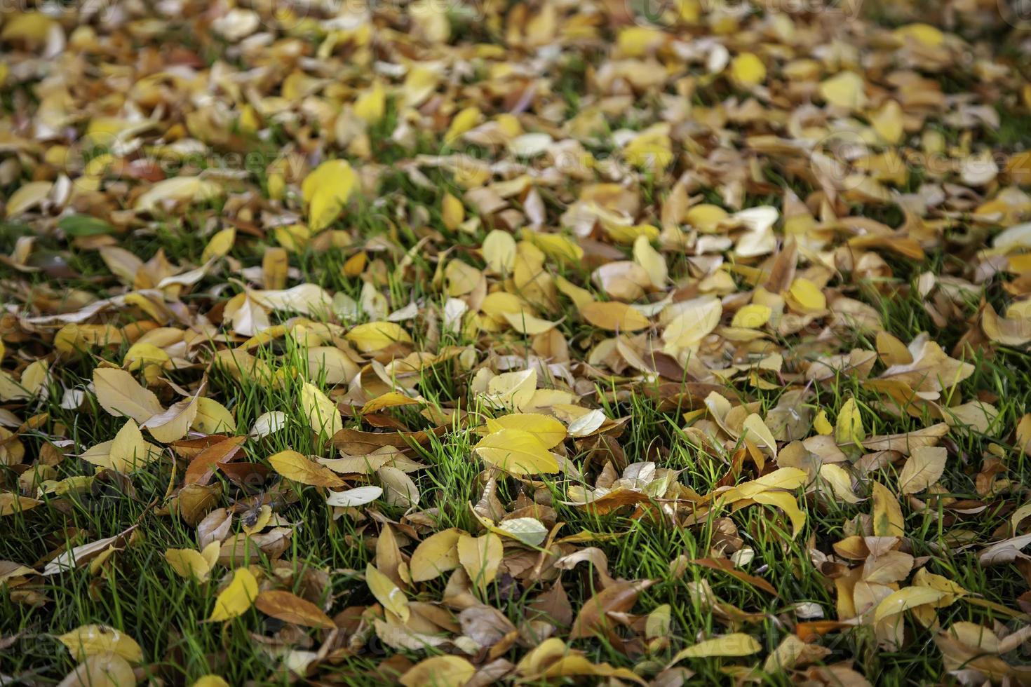 Herbstlaub Boden foto