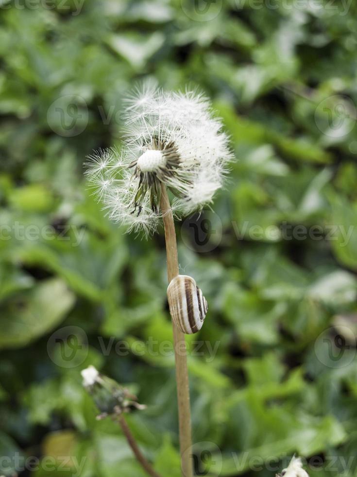 frisches Grasfeld foto