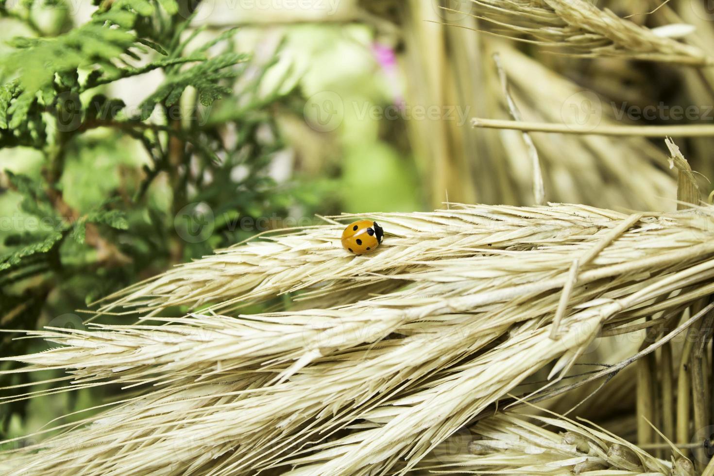 Marienkäfer auf Pflanze foto