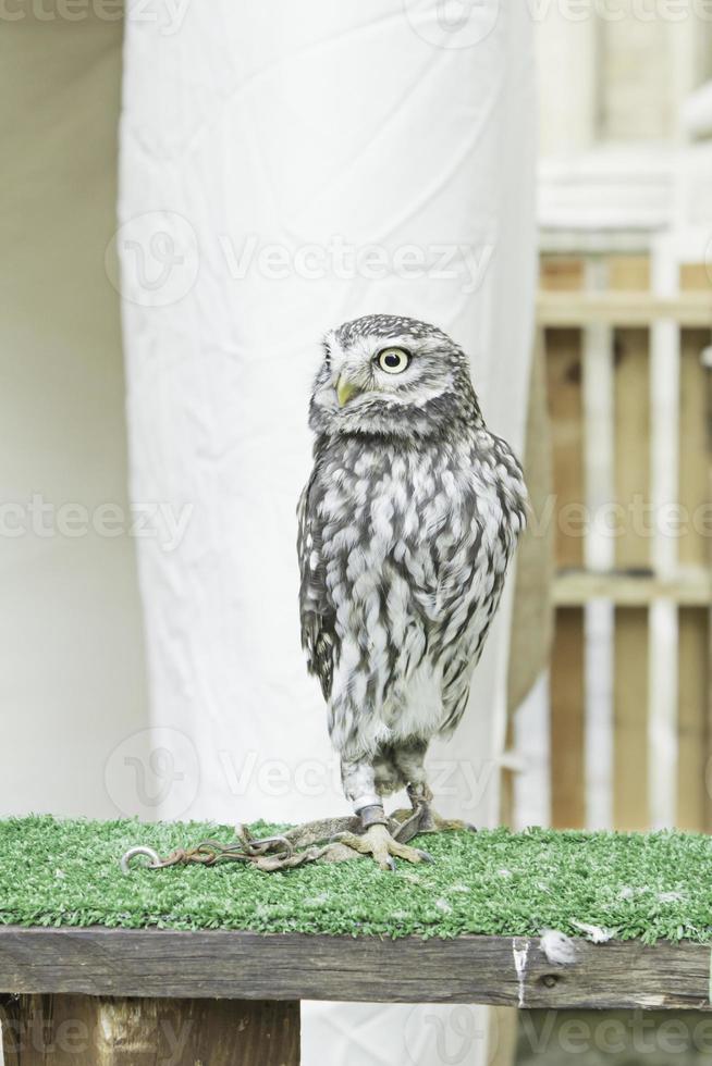 eule, die vogel ausstreckt foto