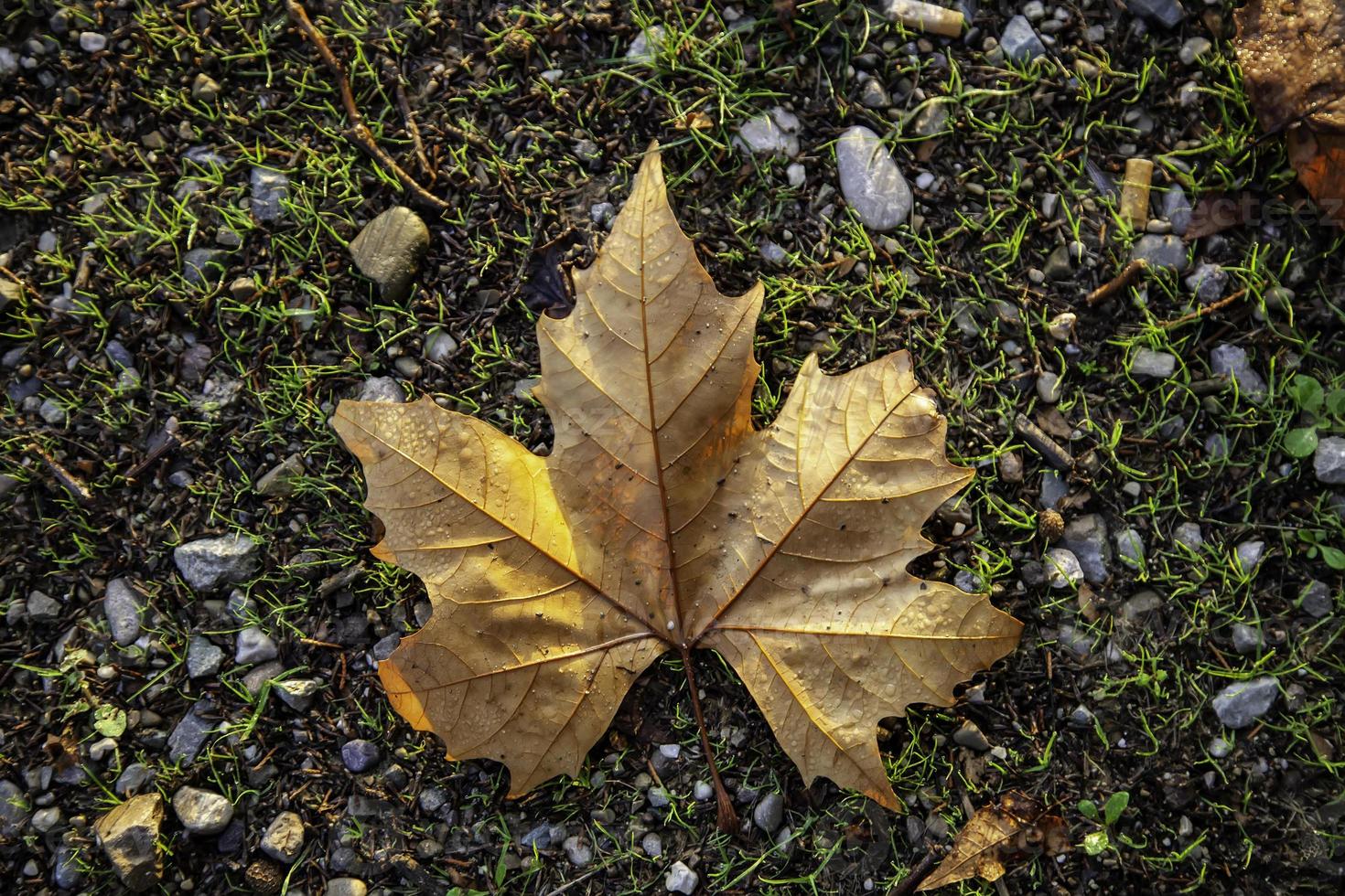 Herbstlaub Boden foto