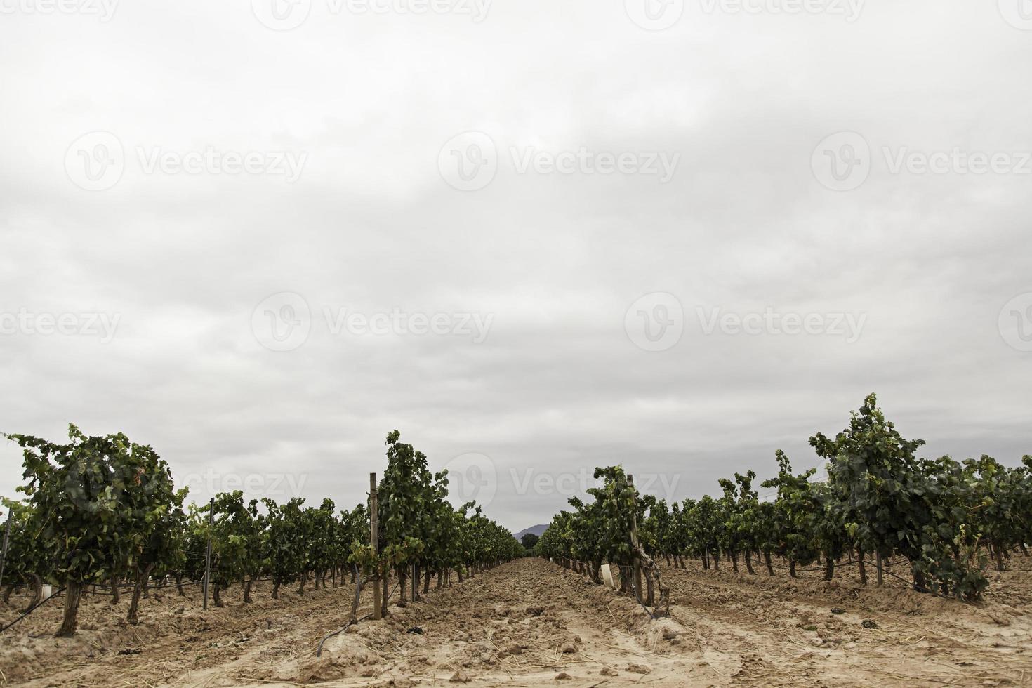 Reben von Weinbergen foto