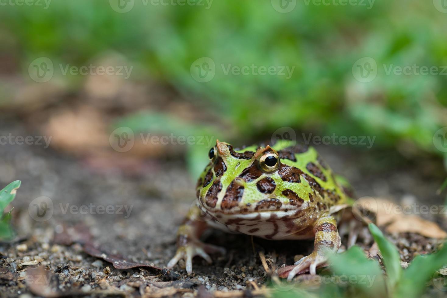 Nahaufnahme argentinischer gehörnter Frosch auf dem Boden foto