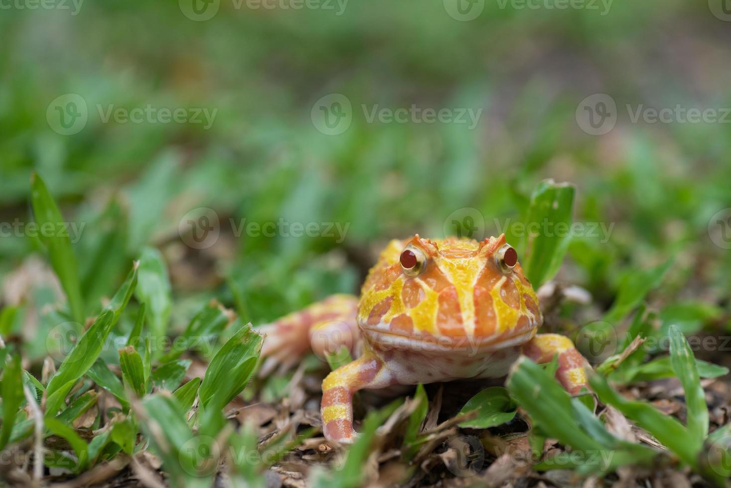 Nahaufnahme argentinischer gehörnter Frosch auf dem Boden foto