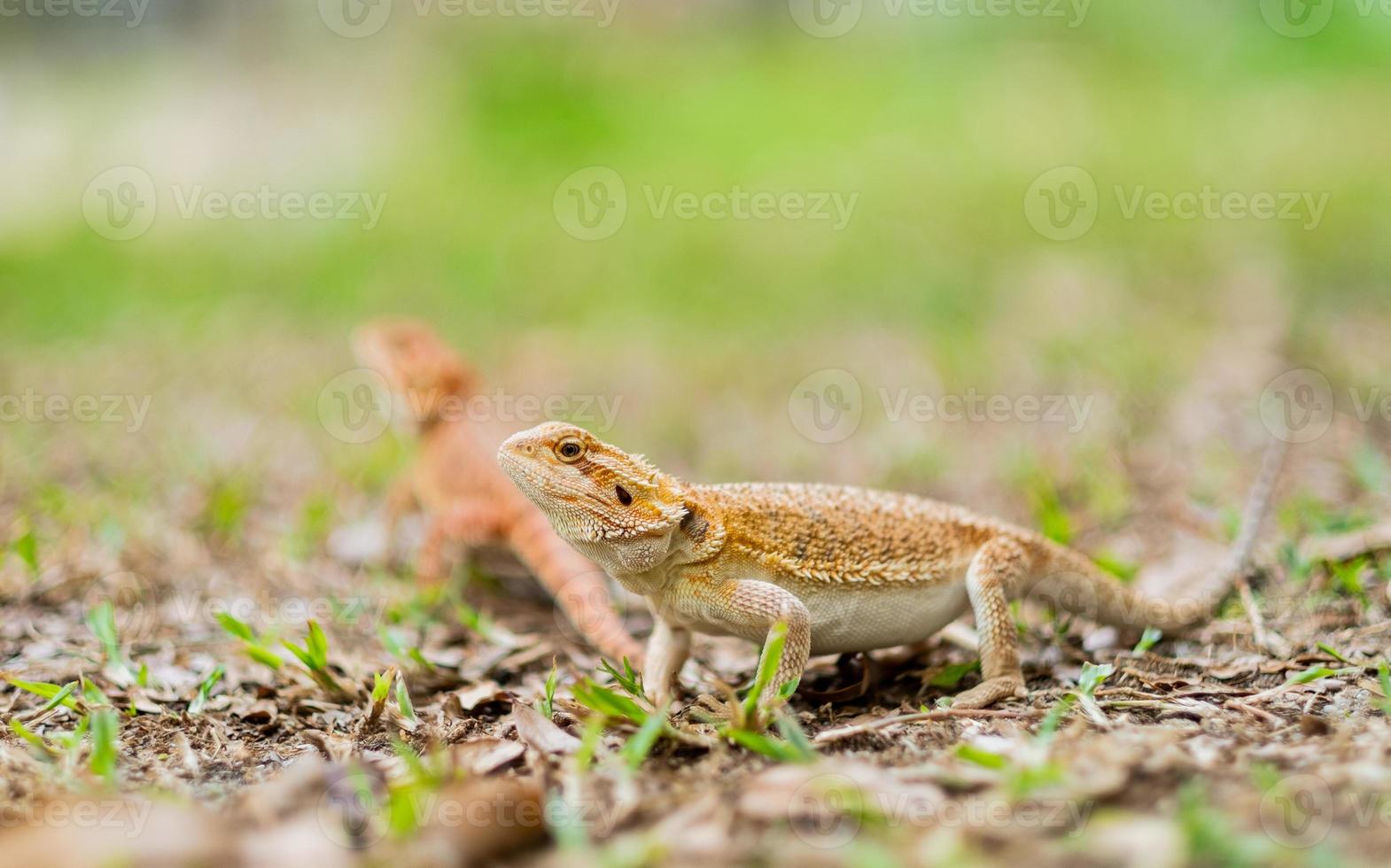 bärtiger Drache auf dem Boden mit unscharfem Hintergrund foto