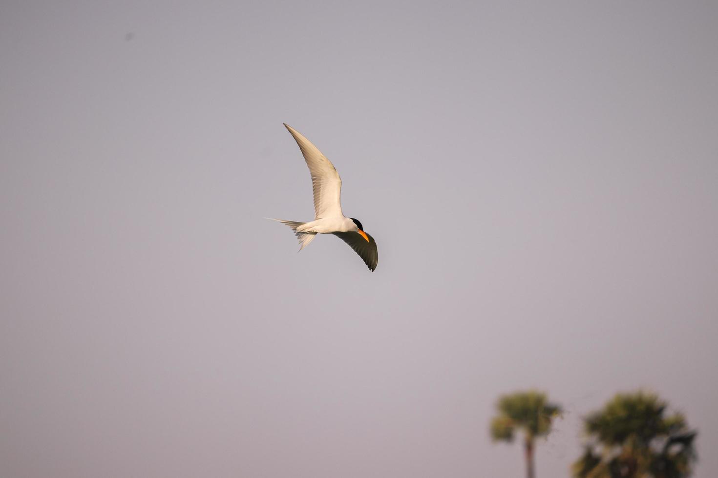 Vogel fliegt auf dem Fluss foto