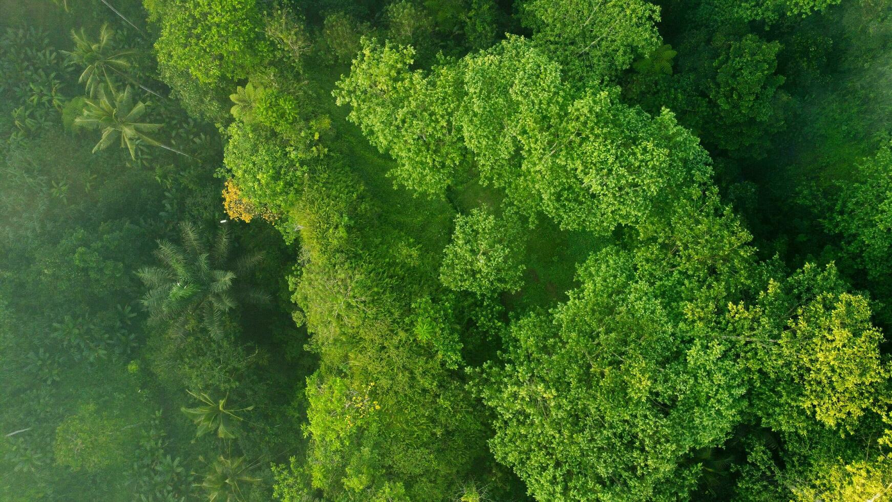 Hintergrund Hintergrund von Baum Wald foto