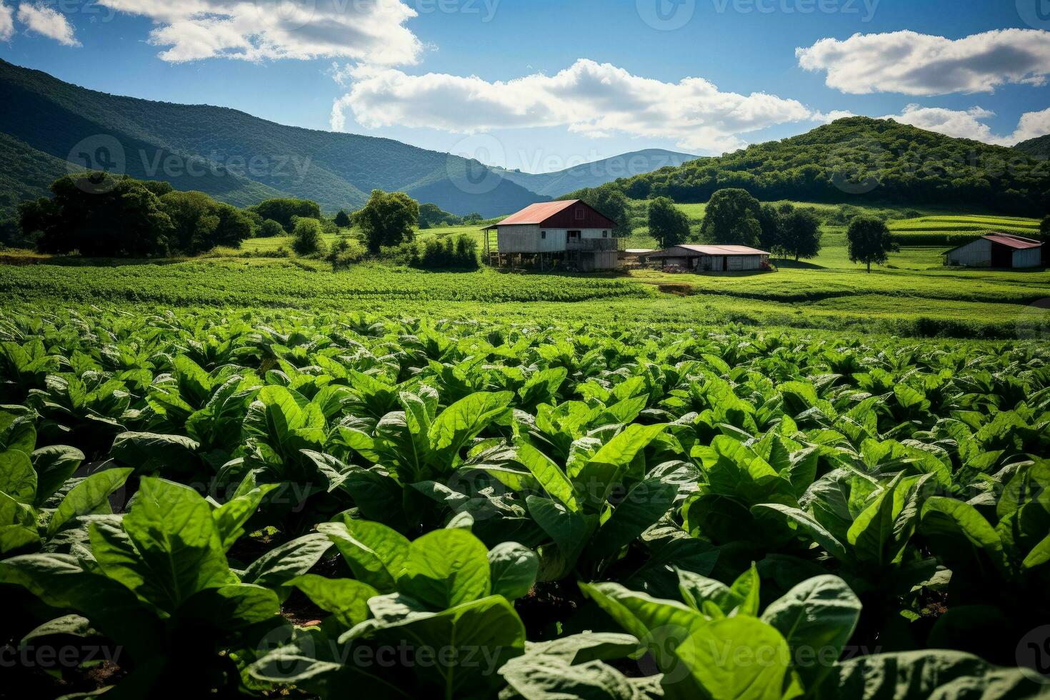 Tabak wachsend Bauernhöfe foto