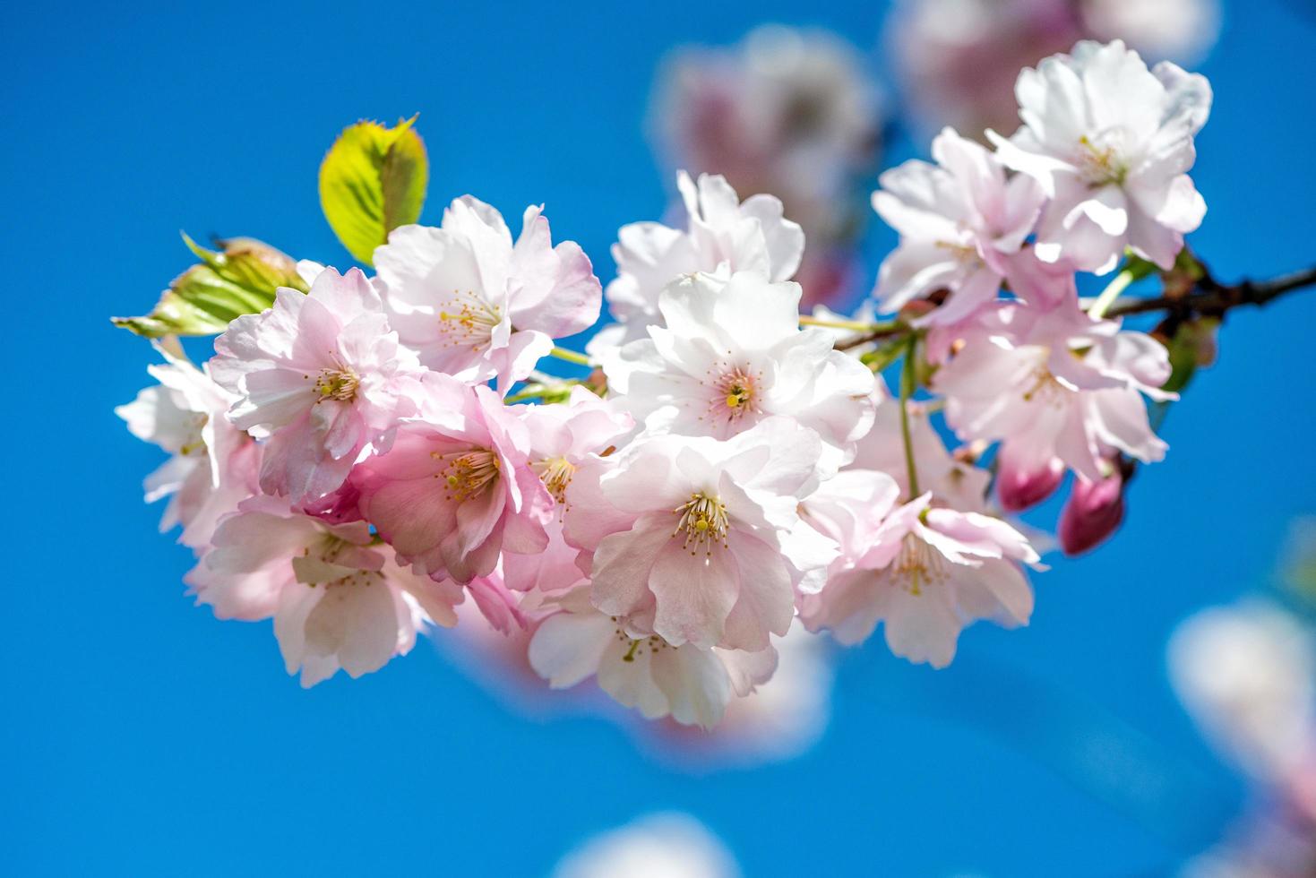 Nahaufnahmen mit selektivem Fokus. schöne Kirschblüte Sakura im Frühling über blauem Himmel. foto