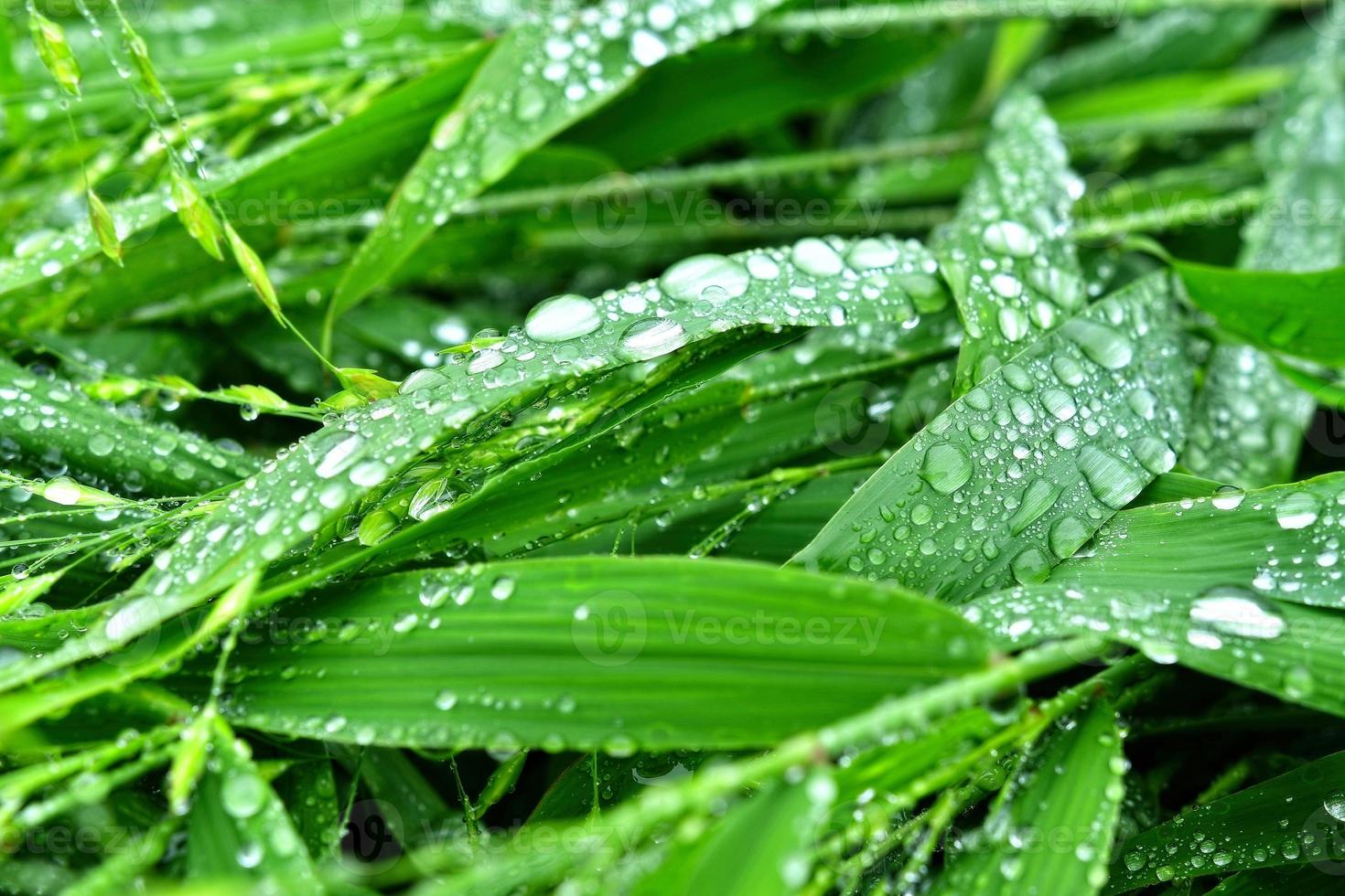 selektiver Fokus. Bild. Nahaufnahme von frischem grünem Laub mit Wassertropfen nach Regen - Bild foto