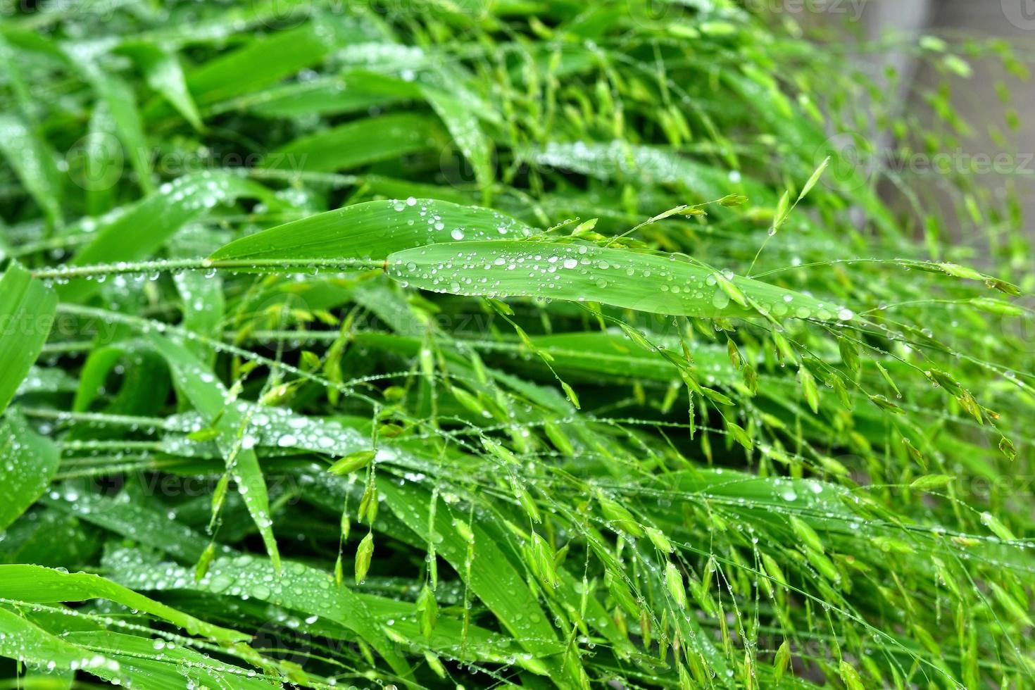 selektiver Fokus. Bild. Nahaufnahme von frischem grünem Laub mit Wassertropfen nach Regen - Bild foto