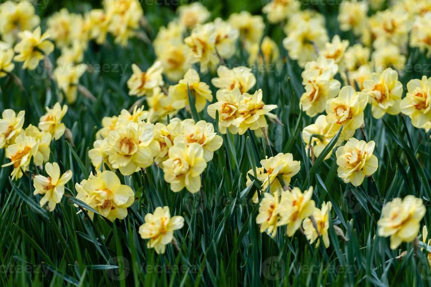 Außenaufnahme von gelben Narzissen in einem schön vollen Blumenbeet - Bild foto