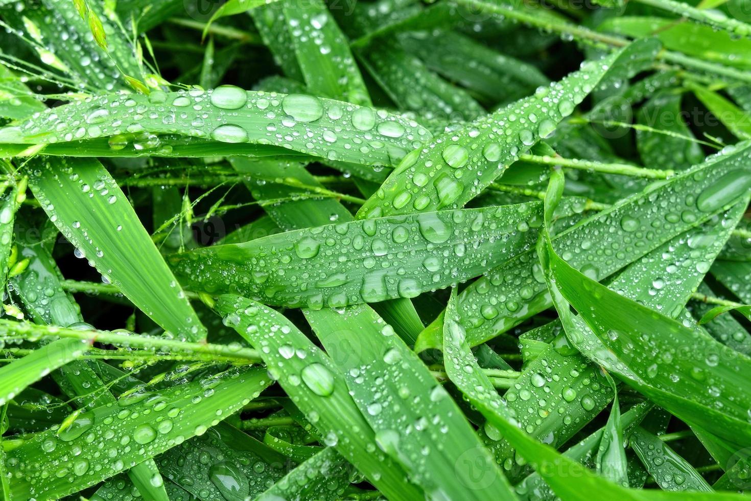 selektiver Fokus. Bild. Nahaufnahme von frischem grünem Laub mit Wassertropfen nach Regen - Bild foto