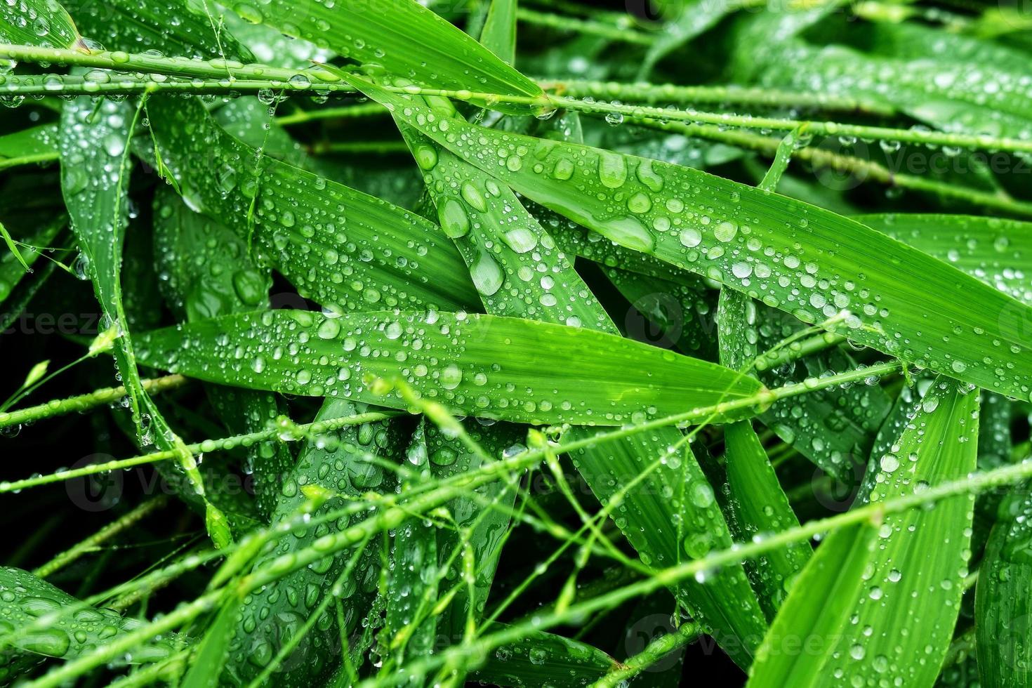 selektiver Fokus. Bild. Nahaufnahme von frischem grünem Laub mit Wassertropfen nach Regen - Bild foto