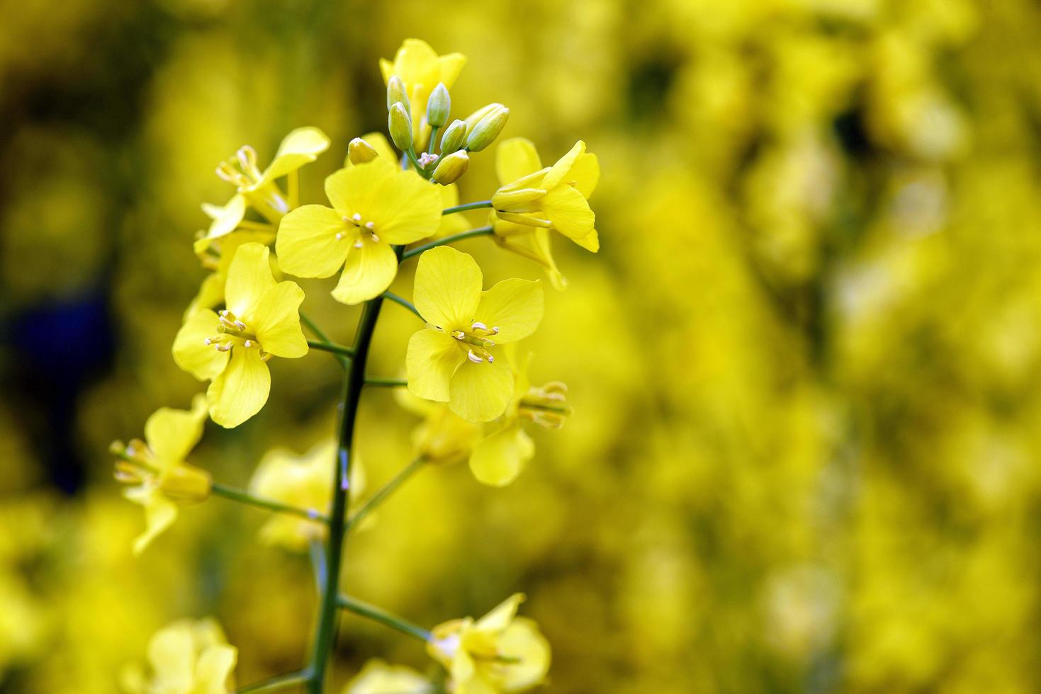 schöne gelbe Blumen, blühendes Rapsfeld foto