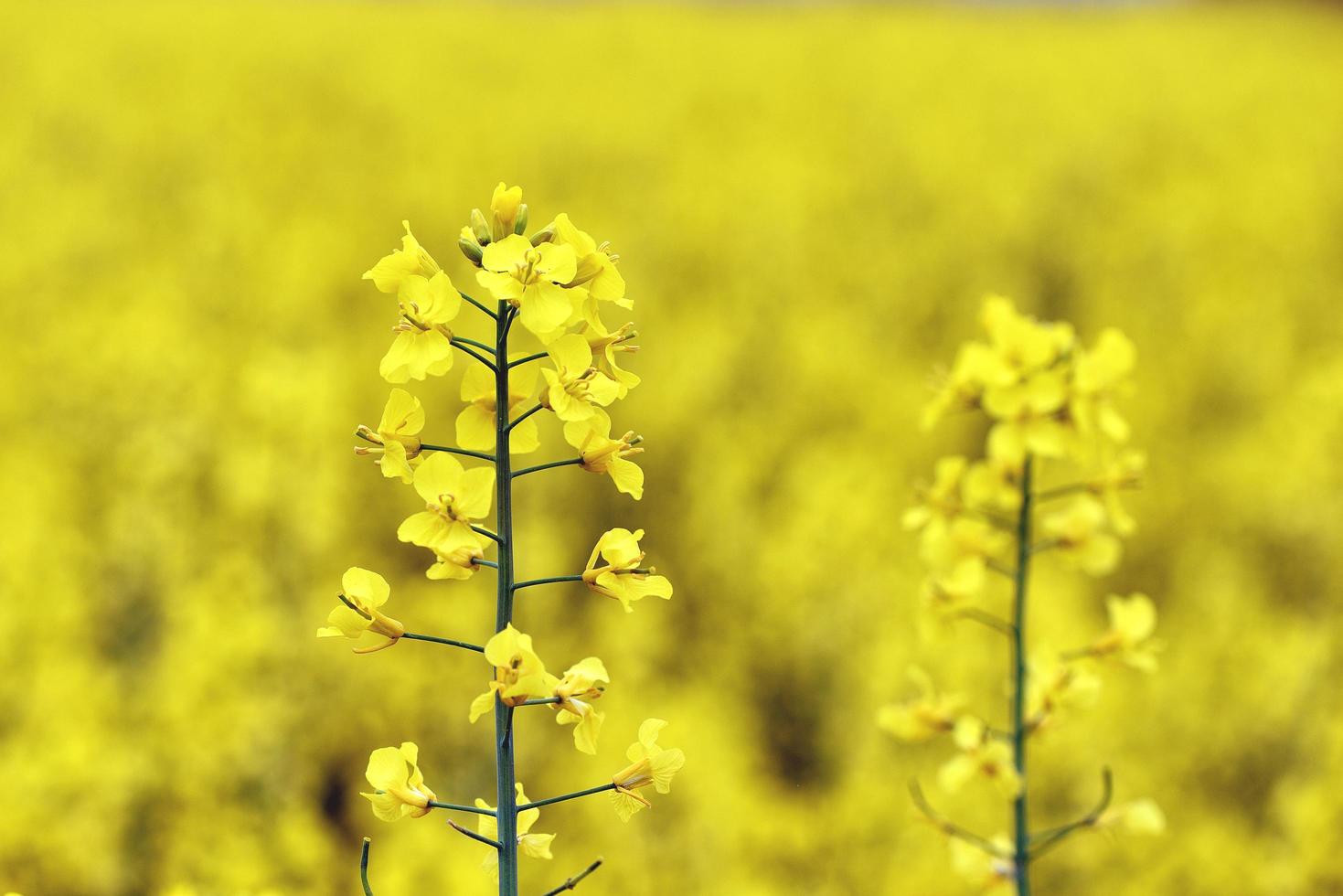 schöne gelbe Blumen, blühendes Rapsfeld foto