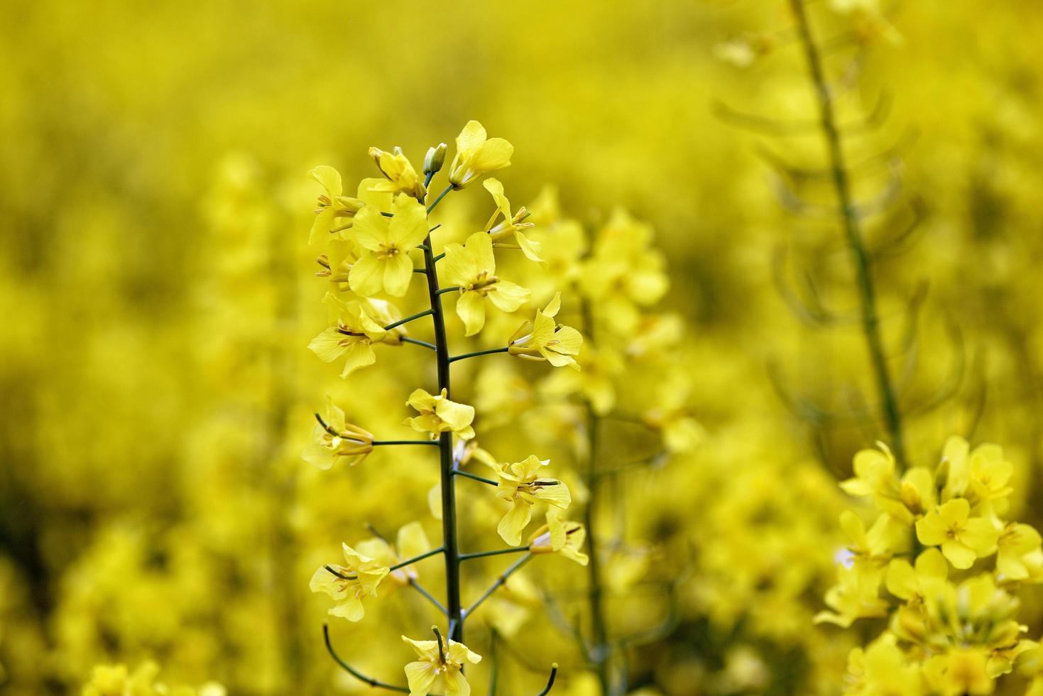 schöne gelbe Blumen, blühendes Rapsfeld foto