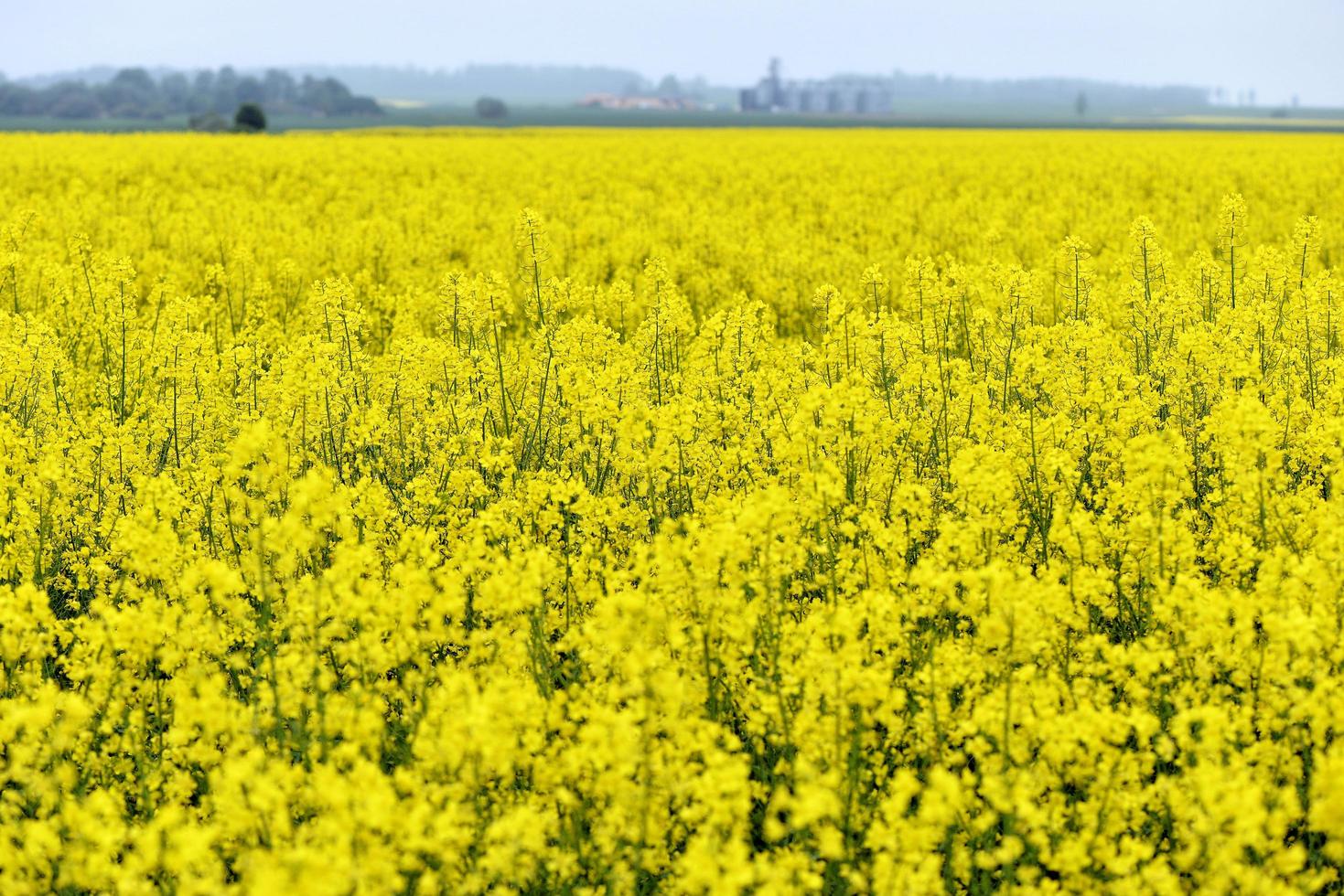 schöne gelbe Blumen, blühendes Rapsfeld foto