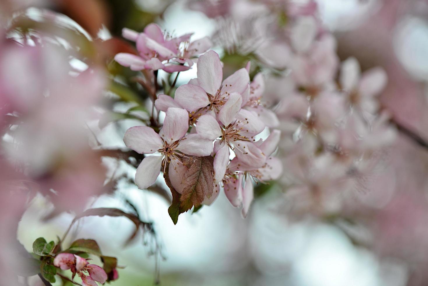 schöne Apfelblumen blühen foto