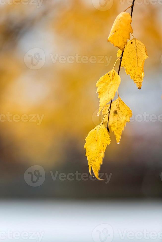 gelbe Herbstblätter foto