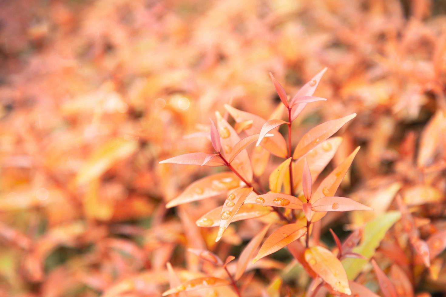 Gelbe Blätter Textur Hintergrund mit Regenwasser fällt Herbstlaub foto