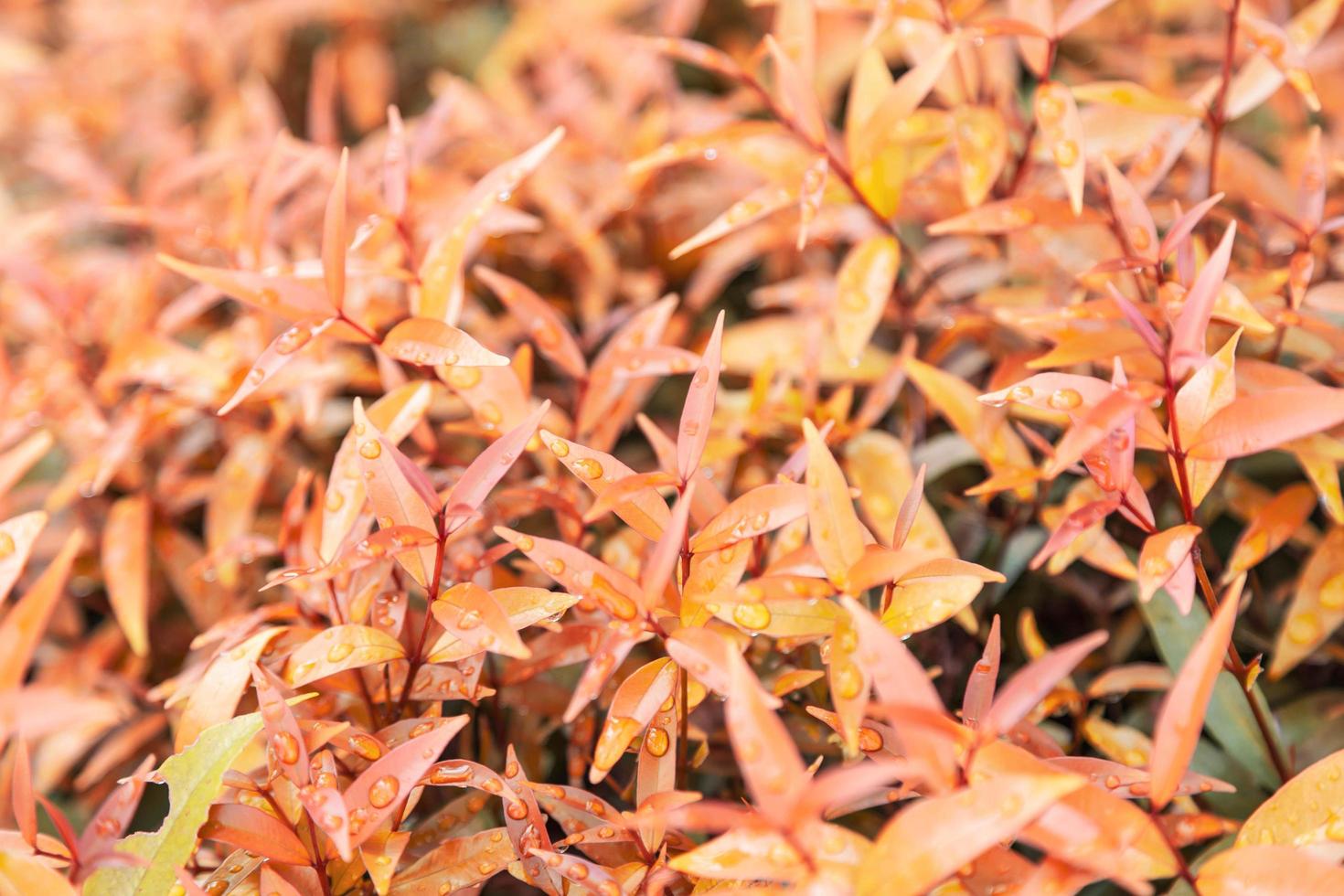 Gelbe Blätter Textur Hintergrund mit Regenwasser fällt Herbstlaub foto