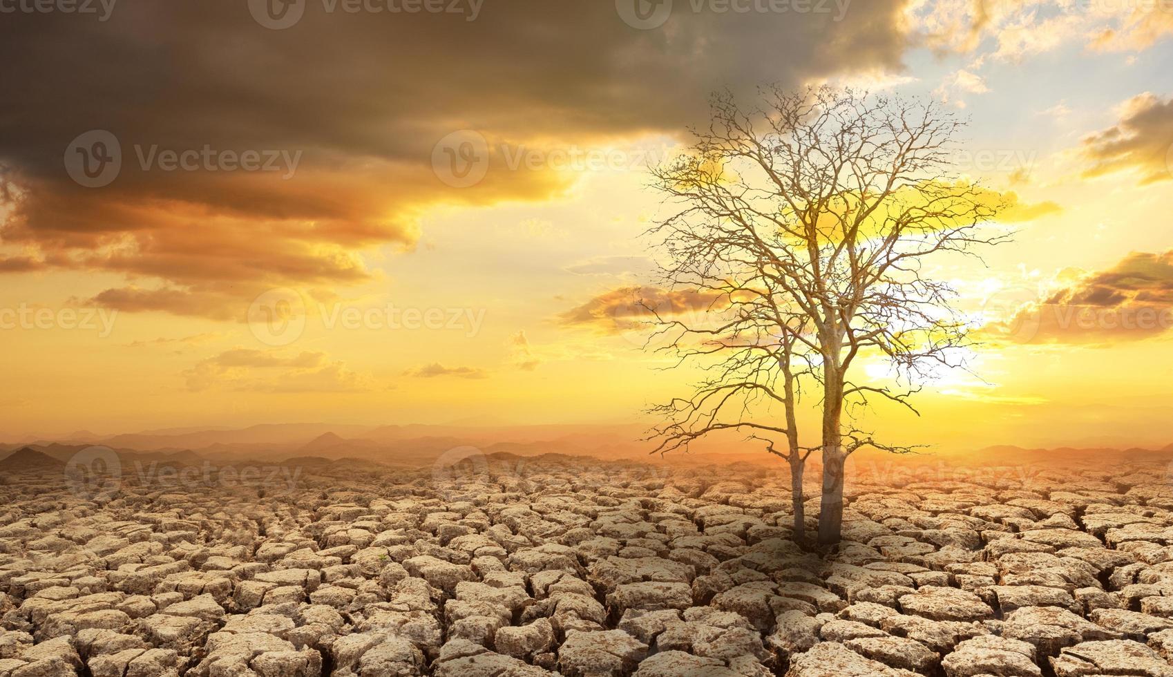 der Baum wird auf rissigem Boden in trockenen Landschaftsgebieten getrocknet foto