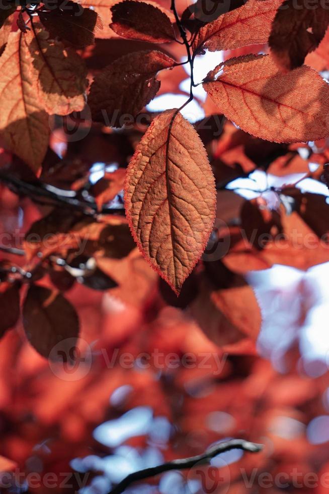 rote Baumblätter in der Natur in der Herbstsaison, roter Hintergrund foto