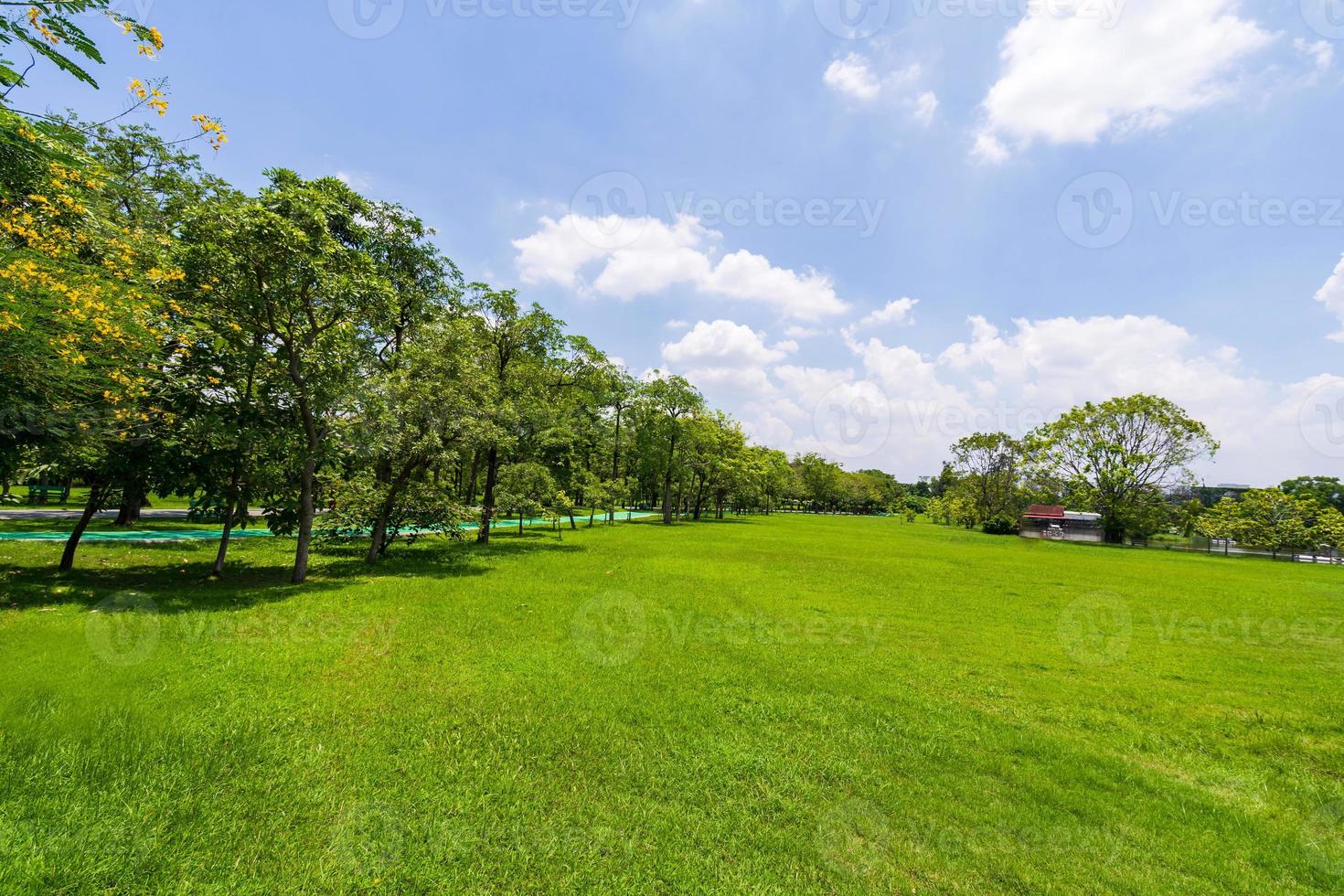 grüner Baum in einem schönen Parkgarten unter blauem Himmel foto