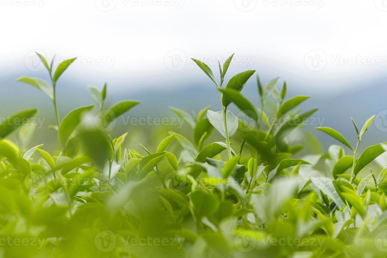 frische grüne Teeblätter in einer Teeplantage foto