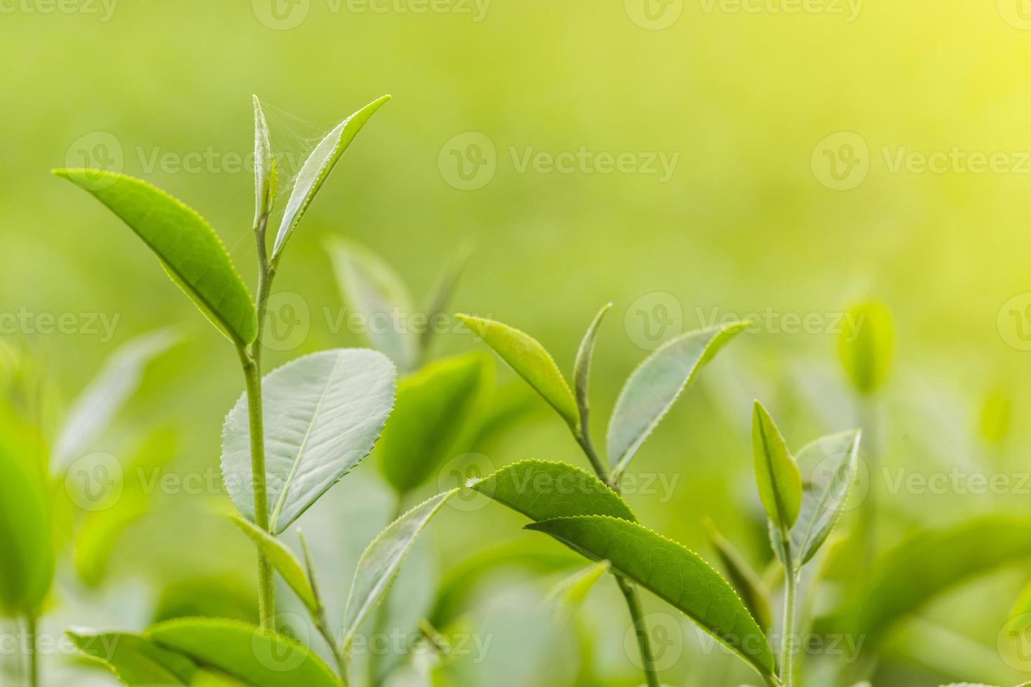 frische grüne Teeblätter in einer Teeplantage foto