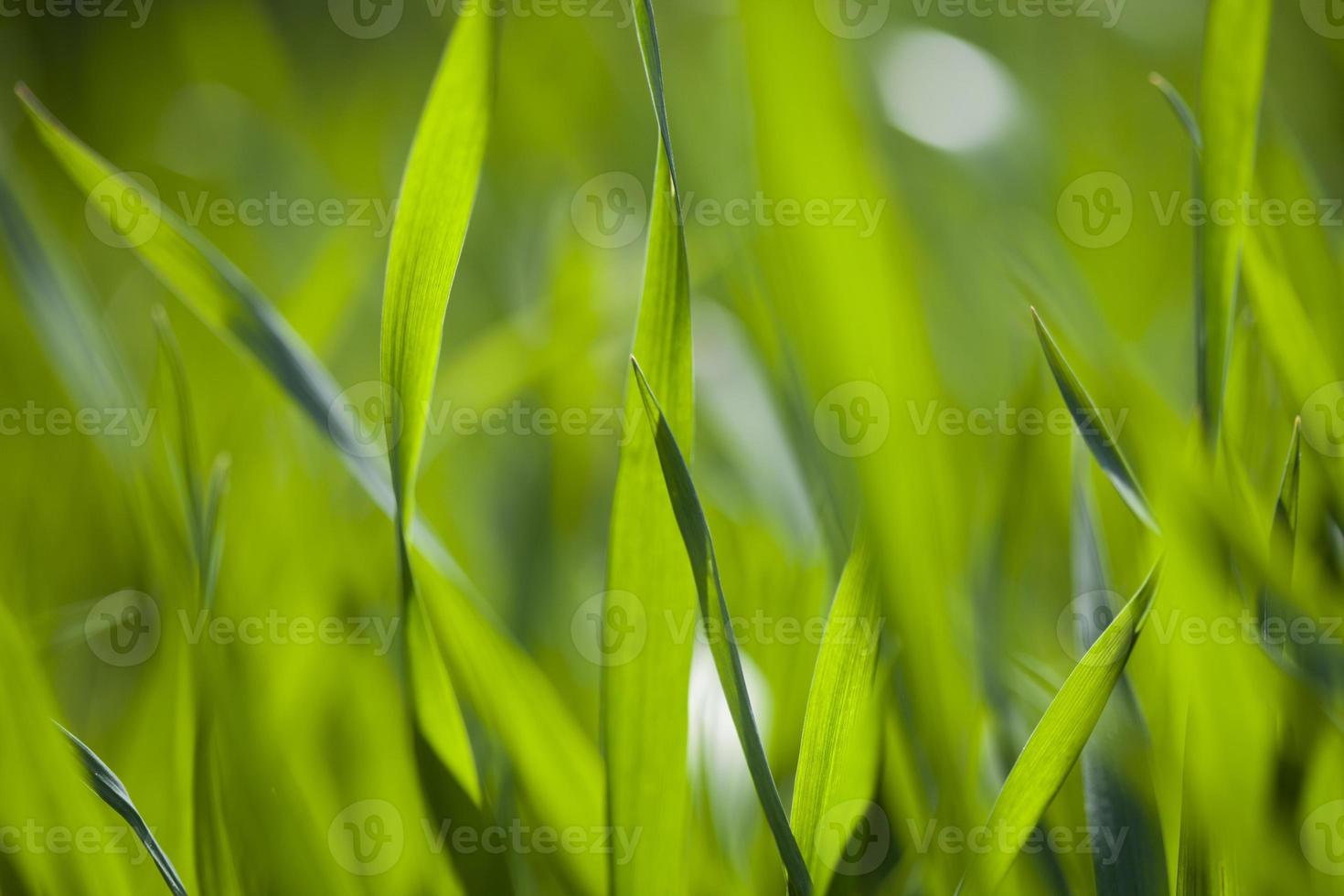 Feld mit grünem Gras foto