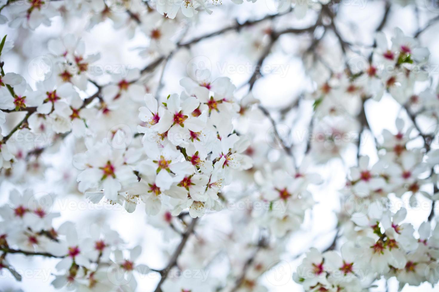 Frühlingsblüten Hintergrund foto