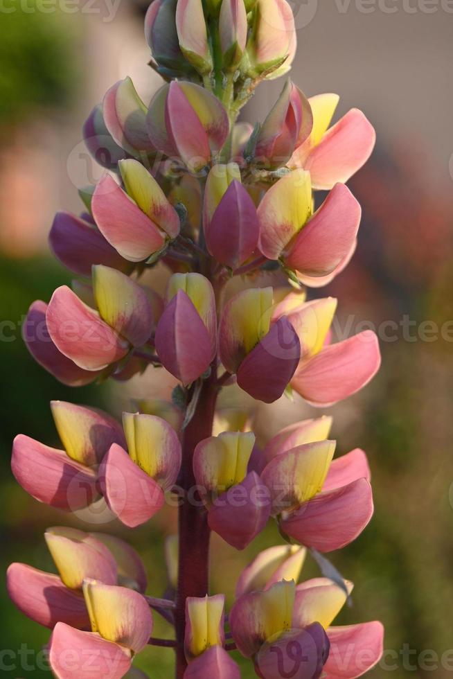 rosa Lupine aus der Nähe foto