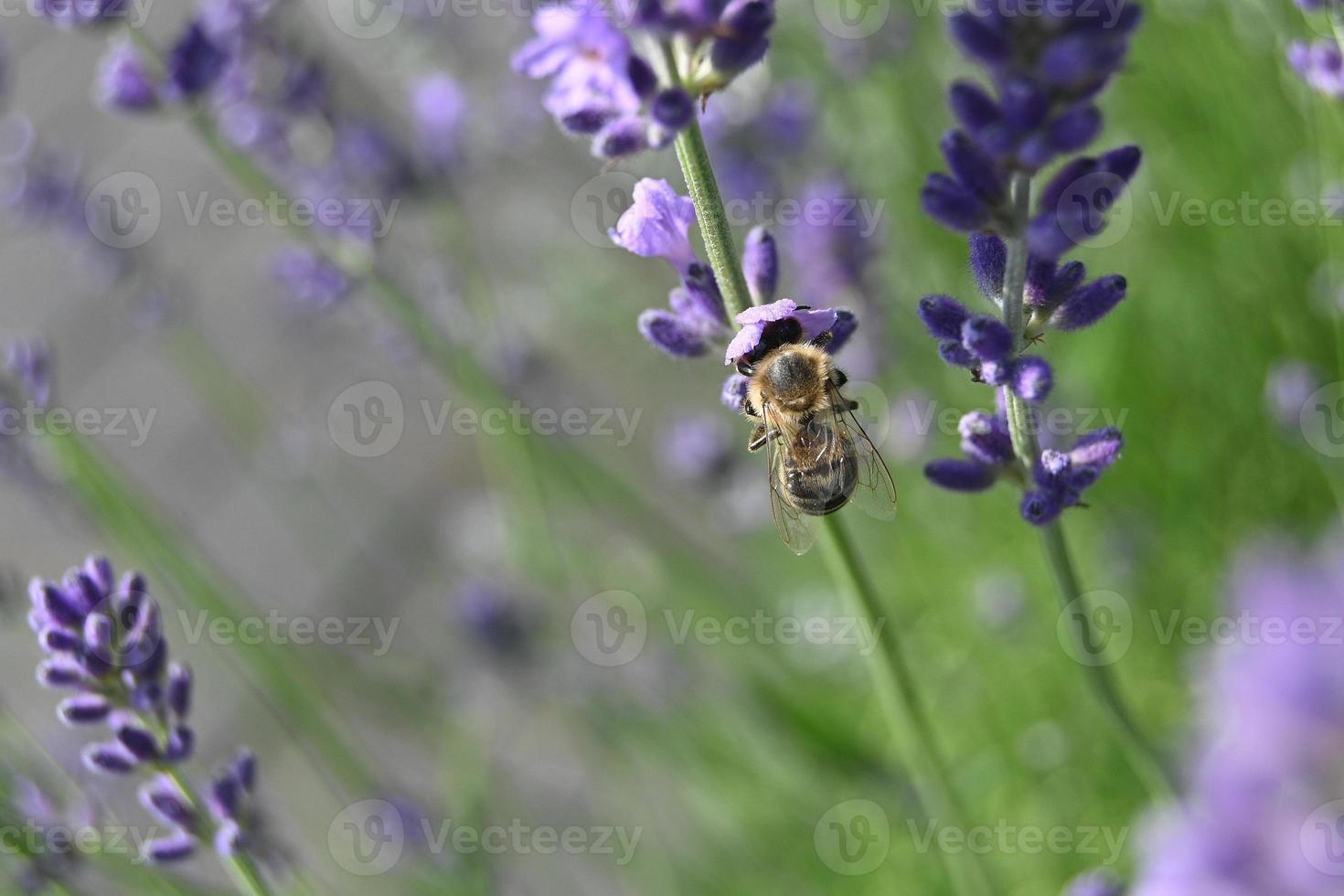 die Biene sammelt Honig in kleinen Lavendelblüten foto