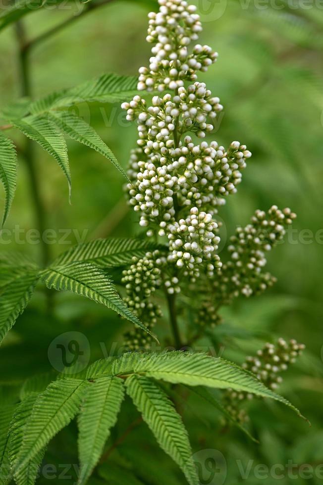 Zier-Ebereschenblütenstand mit weißen Knospen foto