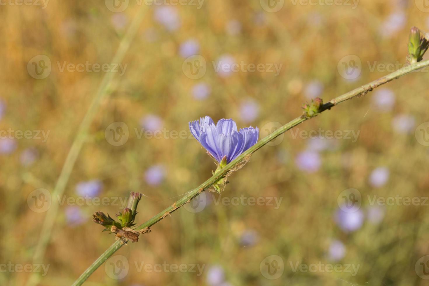 violettes Wildblumenfrühlingsfoto foto