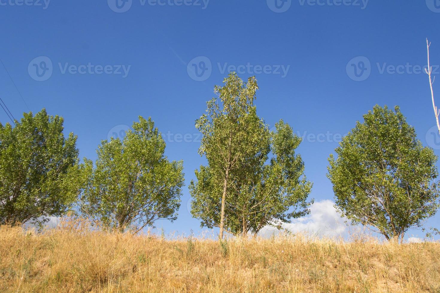 Baumgruppe auf blauem Himmelshintergrund foto