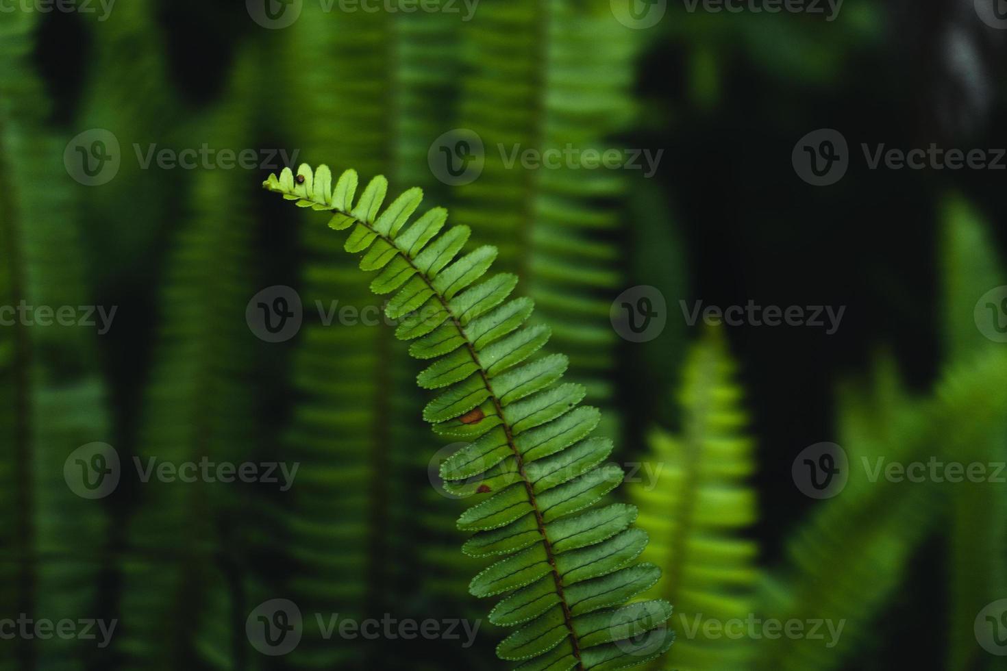 Farnblätter Hintergrund in der Natur foto