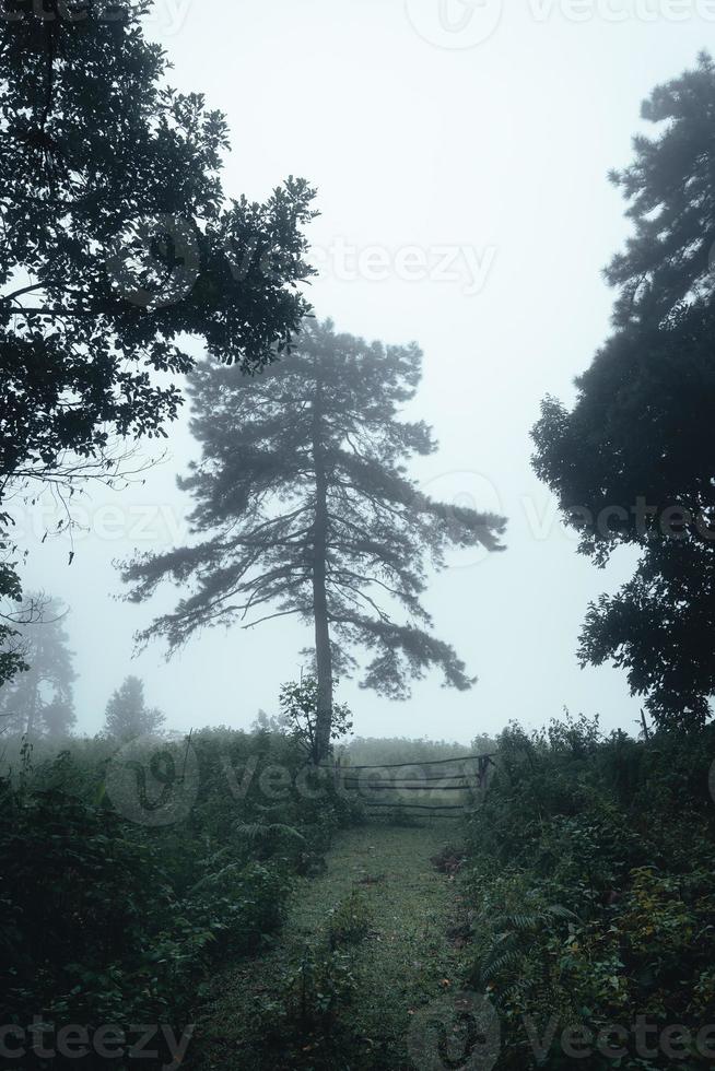 Bäume im Nebel, Wildnislandschaftswald mit Kiefern foto