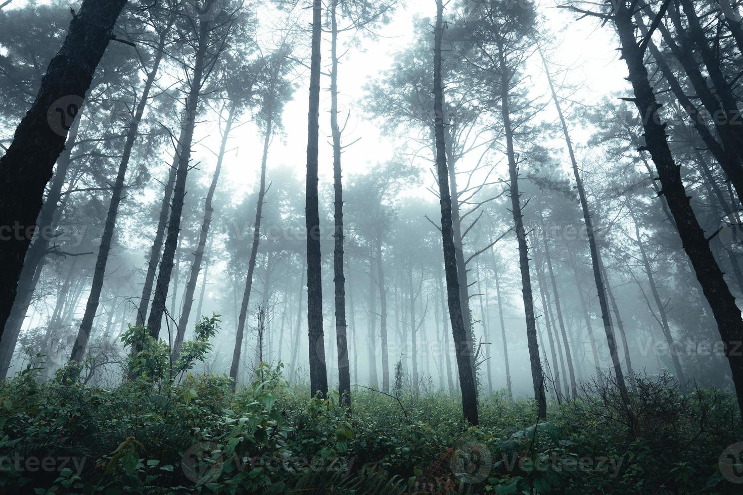 Bäume im Nebel, Wildnislandschaftswald mit Kiefern foto